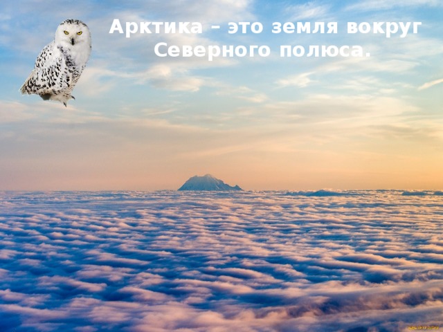 Животные арктики и тундры — иллюстрация 21