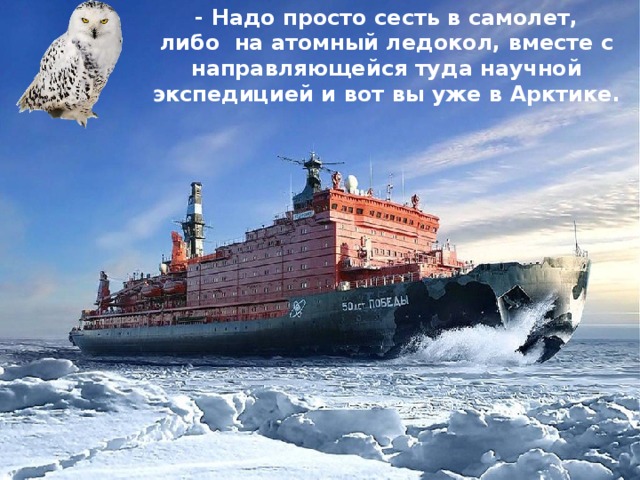 Животные арктики и тундры — иллюстрация 25