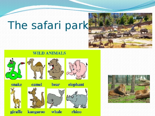 The safari park 