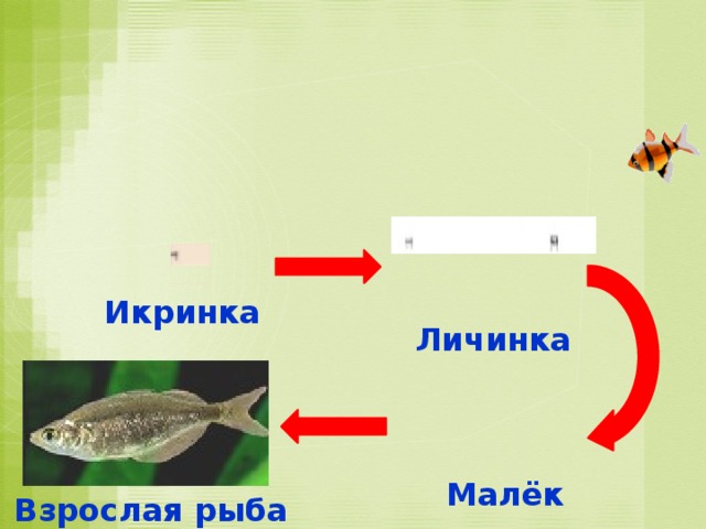 Какая стадия отсутствует на схеме размножение рыб