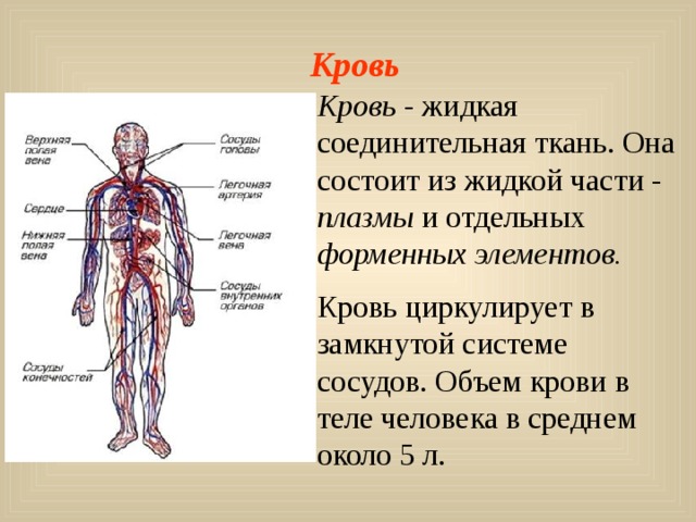  Кровь Кровь - жидкая соединительная ткань. Она состоит из жидкой части - плазмы и отдельных форменных элементов. Кровь циркулирует в замкнутой системе сосудов. Объем крови в теле человека в среднем около 5 л. 