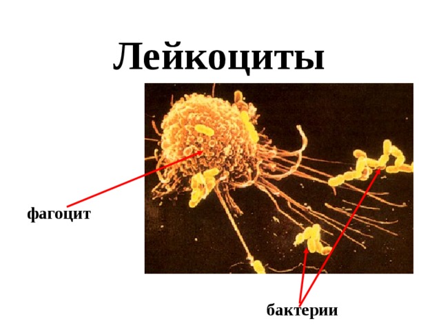 Лейкоциты фагоцит бактерии 