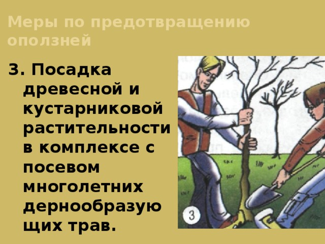 Меры по предотвращению оползней 3. Посадка древесной и кустарниковой растительности в комплексе с посевом многолетних дернообразующих трав. 