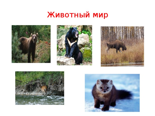 Животный мир 