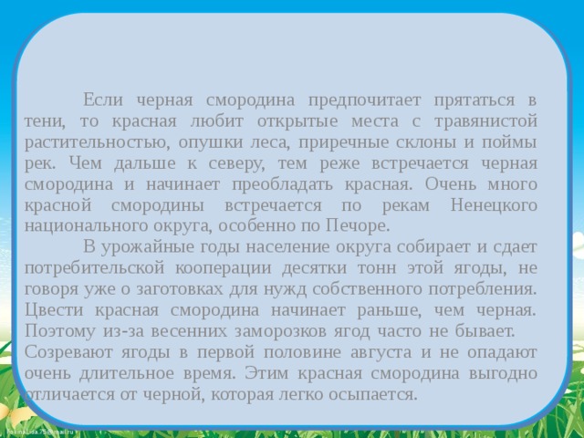   Если черная смородина предпочитает прятаться в тени, то красная любит открытые места с травянистой растительностью, опушки леса, приречные склоны и поймы рек. Чем дальше к северу, тем реже встречается черная смородина и начинает преобладать красная. Очень много красной смородины встречается по рекам Ненецкого национального округа, особенно по Печоре.   В урожайные годы население округа собирает и сдает потребительской кооперации десятки тонн этой ягоды, не говоря уже о заготовках для нужд собственного потребления. Цвести красная смородина начинает раньше, чем черная. Поэтому из-за весенних заморозков ягод часто не бывает.  Созревают ягоды в первой половине августа и не опадают очень длительное время. Этим красная смородина выгодно отличается от черной, которая легко осыпается. 