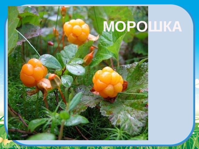 МОРОШКА 