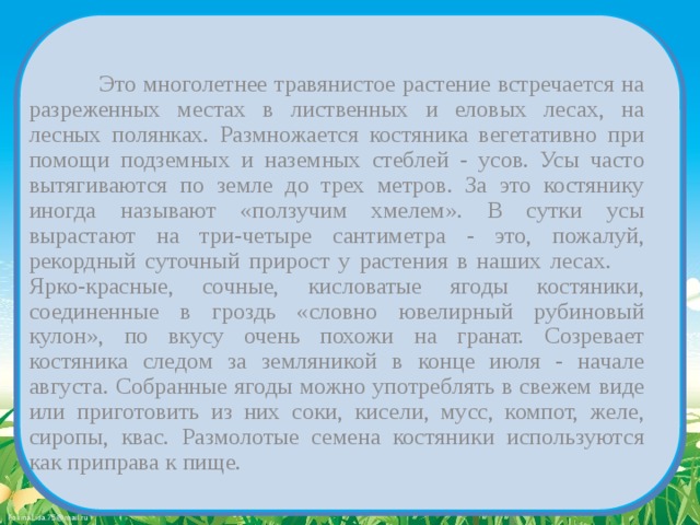   Это многолетнее травянистое растение встречается на разреженных местах в лиственных и еловых лесах, на лесных полянках. Размножается костяника вегетативно при помощи подземных и наземных стеблей - усов. Усы часто вытягиваются по земле до трех метров. За это костянику иногда называют «ползучим хмелем». В сутки усы вырастают на три-четыре сантиметра - это, пожалуй, рекордный суточный прирост у растения в наших лесах.  Ярко-красные, сочные, кисловатые ягоды костяники, соединенные в гроздь «словно ювелирный рубиновый кулон», по вкусу очень похожи на гранат. Созревает костяника следом за земляникой в конце июля - начале августа. Собранные ягоды можно употреблять в свежем виде или приготовить из них соки, кисели, мусс, компот, желе, сиропы, квас. Размолотые семена костяники используются как приправа к пище. 