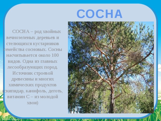 СОСНА  СОСНА – род хвойных вечнозеленых деревьев и стелющихся кустарников семейства сосновых. Сосны насчитывается около 100 видов. Одна из главных лесообразующих пород. Источник строевой древесины и многих химических продуктов (скипидар, канифоль, деготь, витамин С – из молодой хвои) 