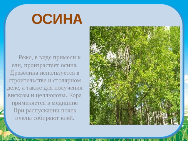 ОСИНА  Реже, в виде примеси к ели, произрастает осина. Древесина используется в строительстве и столярном деле, а также для получения вискозы и целлюлозы. Кора применяется в медицине При распускании почек пчелы собирают клей. 