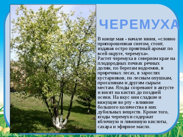 ЧЕРЕМУХА В конце мая - начале июня, «словно припорошенная снегом, стоит, издавая остро приятный аромат по всей округе, черемуха». Растет черемуха в северном крае на плодородных почвах речных долин, по берегам водоемов, в приречных лесах, в зарослях кустарников, по лесным опушкам, прогалинам и другим сырым местам. Ягоды созревают в августе и висят на кистях до поздней осени. На вкус они сладкие и вяжущие во рту - влияние большого количества в них дубильных веществ. Кроме того, ягоды черемухи содержат яблочную и лимонную кислоты, сахара и эфирное масло. 