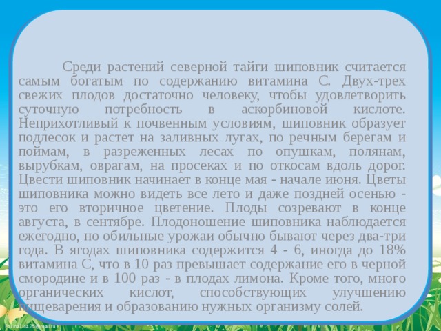   Среди растений северной тайги шиповник считается самым богатым по содержанию витамина С. Двух-трех свежих плодов достаточно человеку, чтобы удовлетворить суточную потребность в аскорбиновой кислоте. Неприхотливый к почвенным условиям, шиповник образует подлесок и растет на заливных лугах, по речным берегам и поймам, в разреженных лесах по опушкам, полянам, вырубкам, оврагам, на просеках и по откосам вдоль дорог. Цвести шиповник начинает в конце мая - начале июня. Цветы шиповника можно видеть все лето и даже поздней осенью - это его вторичное цветение. Плоды созревают в конце августа, в сентябре. Плодоношение шиповника наблюдается ежегодно, но обильные урожаи обычно бывают через два-три года. В ягодах шиповника содержится 4 - 6, иногда до 18% витамина С, что в 10 раз превышает содержание его в черной смородине и в 100 раз - в плодах лимона. Кроме того, много органических кислот, способствующих улучшению пищеварения и образованию нужных организму солей. 