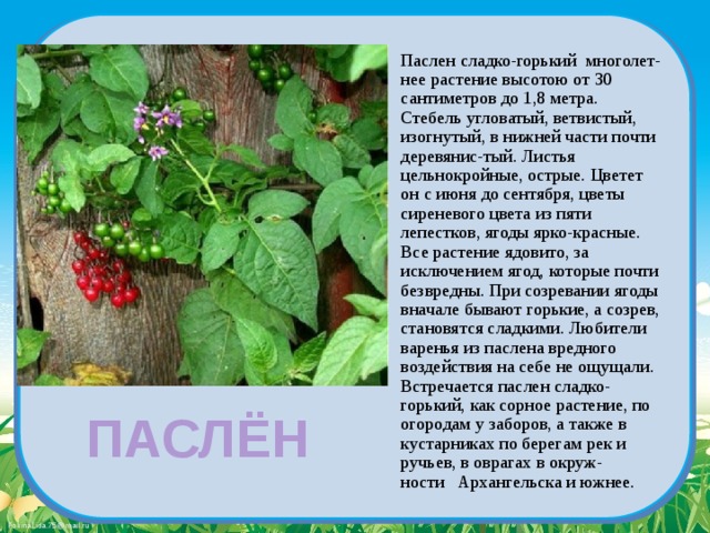 Паслен сладко-горький многолет-нее растение высотою от 30 сантиметров до 1,8 метра. Стебель угловатый, ветвистый, изогнутый, в нижней части почти деревянис-тый. Листья цельнокройные, острые. Цветет он с июня до сентября, цветы сиреневого цвета из пяти лепестков, ягоды ярко-красные. Все растение ядовито, за исключением ягод, которые почти безвредны. При созревании ягоды вначале бывают горькие, а созрев, становятся сладкими. Любители варенья из паслена вредного воздействия на себе не ощущали. Встречается паслен сладко-горький, как сорное растение, по огородам у заборов, а также в кустарниках по берегам рек и ручьев, в оврагах в окруж-ности   Архангельска и южнее. ПАСЛЁН 