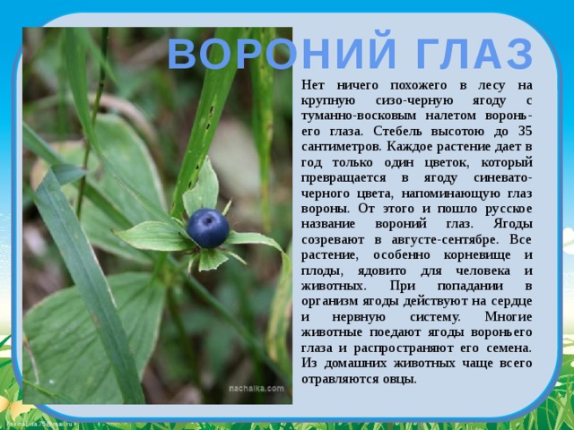 ВОРОНИЙ ГЛАЗ Нет ничего похожего в лесу на крупную сизо-черную ягоду с туманно-восковым налетом воронь-его глаза. Стебель высотою до 35 сантиметров. Каждое растение дает в год только один цветок, который превращается в ягоду синевато-черного цвета, напоминающую глаз вороны. От этого и пошло русское название вороний глаз. Ягоды созревают в августе-сентябре. Все растение, особенно корневище и плоды, ядовито для человека и животных. При попадании в организм ягоды действуют на сердце и нервную систему. Многие животные поедают ягоды вороньего глаза и распространяют его семена. Из домашних животных чаще всего отравляются овцы. 