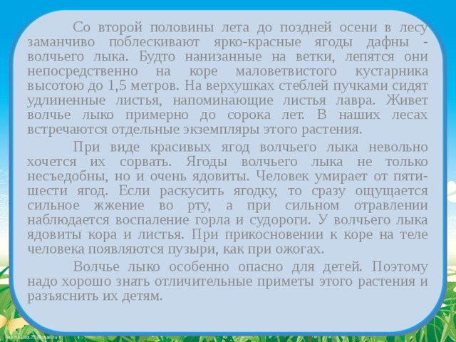   Со второй половины лета до поздней осени в лесу заманчиво поблескивают ярко-красные ягоды дафны - волчьего лыка. Будто нанизанные на ветки, лепятся они непосредственно на коре маловетвистого кустарника высотою до 1,5 метров. На верхушках стеблей пучками сидят удлиненные листья, напоминающие листья лавра. Живет волчье лыко примерно до сорока лет. В наших лесах встречаются отдельные экземпляры этого растения.   При виде красивых ягод волчьего лыка невольно хочется их сорвать. Ягоды волчьего лыка не только несъедобны, но и очень ядовиты. Человек умирает от пяти-шести ягод. Если раскусить ягодку, то сразу ощущается сильное жжение во рту, а при сильном отравлении наблюдается воспаление горла и судороги. У волчьего лыка ядовиты кора и листья. При прикосновении к коре на теле человека появляются пузыри, как при ожогах.   Волчье лыко особенно опасно для детей. Поэтому надо хорошо знать отличительные приметы этого растения и разъяснить их детям. 