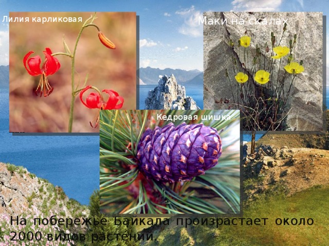 Лилия карликовая Маки на скалах Кедровая шишка На побережье Байкала произрастает около 2000 видов растений. 