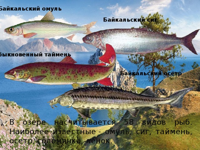 Байкальский омуль Байкальский сиг Обыкновенный таймень Байкальский осётр В озере насчитывается 58 видов рыб. Наиболее известные - омуль, сиг, таймень, осетр, голомянка, ленок. 