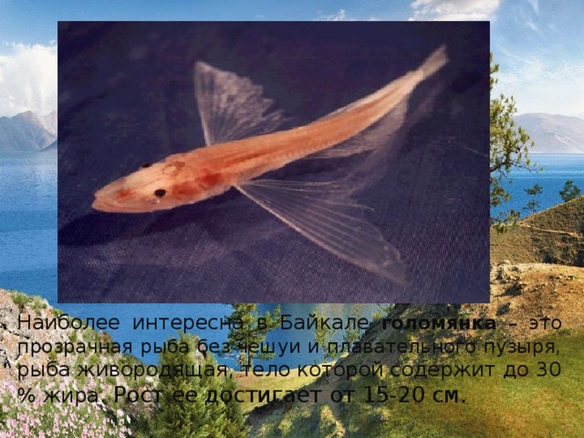 Наиболее интересна в Байкале голомянка – это прозрачная рыба без чешуи и плавательного пузыря, рыба живородящая, тело которой содержит до 30 % жира. Рост ее достигает от 15-20 см. 