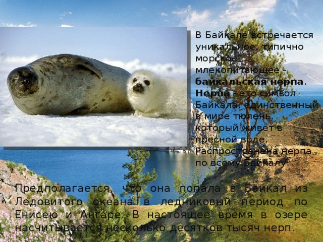 В Байкале встречается уникальное, типично морское млекопитающее - байкальская нерпа . Нерпа - это символ Байкала, единственный в мире тюлень, который живет в пресной воде. Распространена нерпа по всему Байкалу. Предполагается, что она попала в Байкал из Ледовитого океана в ледниковый период по Енисею и Ангаре. В настоящее время в озере насчитывается несколько десятков тысяч нерп. 