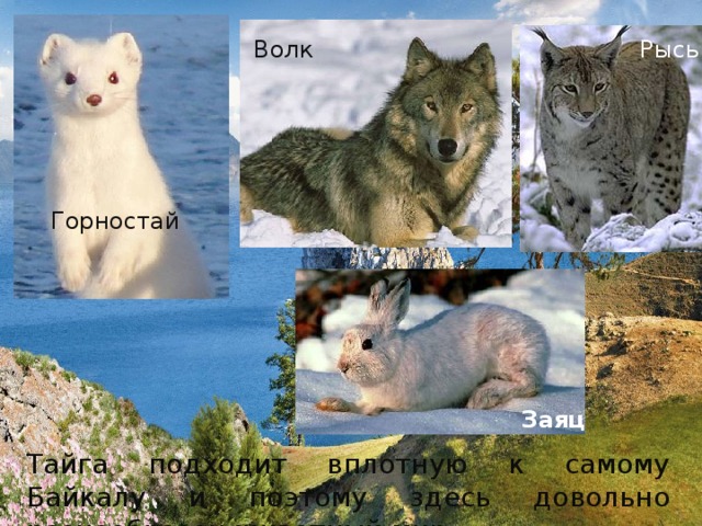 Волк Рысь Горностай Заяц Тайга подходит вплотную к самому Байкалу и поэтому здесь довольно разнообразен животный мир. 