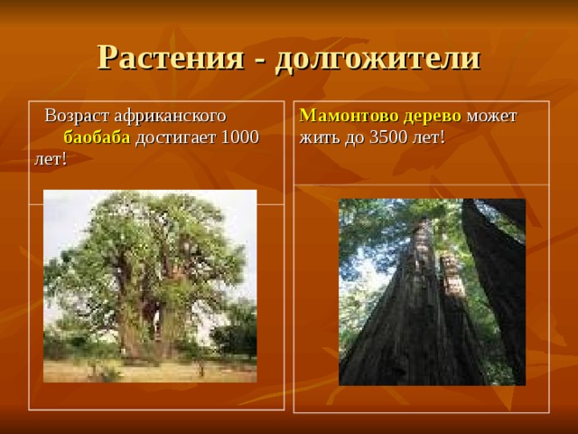 Растения - долгожители  Возраст африканского баобаба достигает 1000 лет! Мамонтово дерево может жить до 3500 лет! 