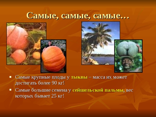 Самые, самые, самые… Самые крупные плоды у  тыквы – масса их может достигать более 90 кг! Самые большие семена у сейшельской пальмы , вес которых бывает 25 кг! 