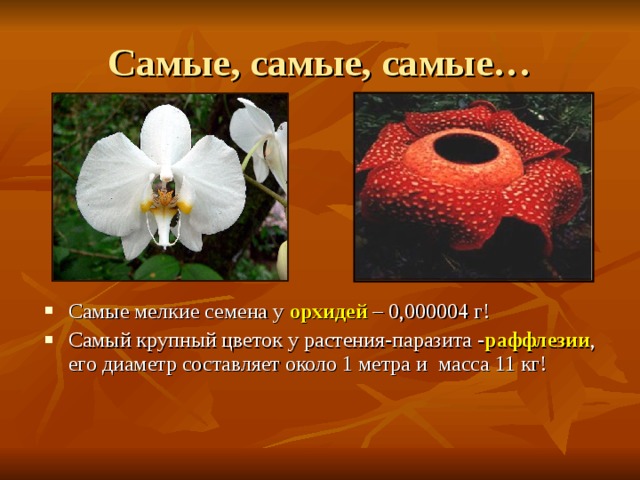 Самые, самые, самые… Самые мелкие семена у орхидей  – 0,000004 г! Самый крупный цветок у растения-паразита - раффлезии , его диаметр составляет около 1 метра и масса 11 кг! 