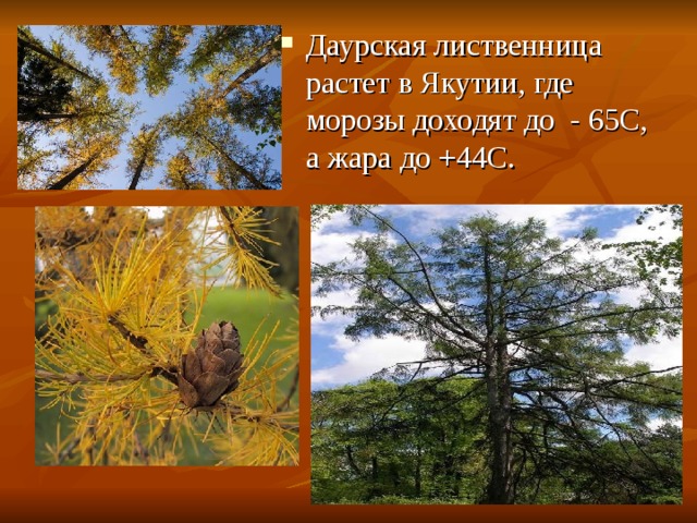 Даурская лиственница растет в Якутии, где морозы доходят до - 65С, а жара до +44С.   