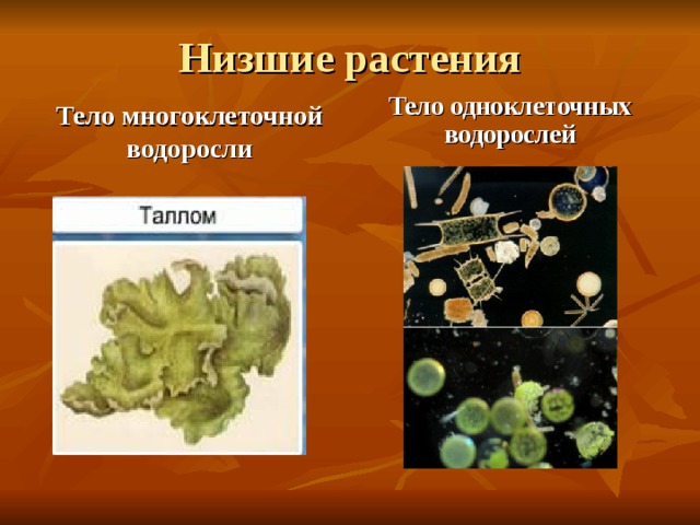 Низшие растения Тело многоклеточной водоросли Тело одноклеточных водорослей 