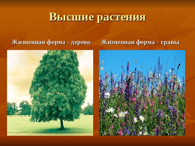 Высшие растения Жизненная форма - дерево Жизненная форма - травы 