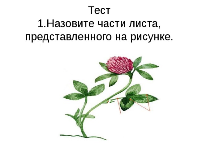 На рисунке представлен лист. Назовите части листа представленного на рисунке. Лист представленный на рисунке называют. Доля листа 1/2.