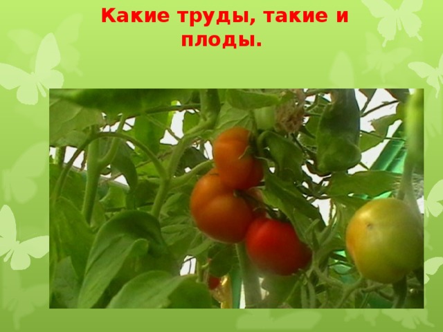 Без труда нет плода. Какие труды такие и плоды. Какие труды такие и плоды картинка. Пословица какие труды такие и плоды. Какие труды такие и плоды рисунок.