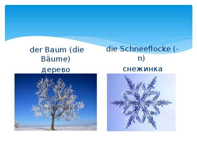  die Schneeflocke (-n)  снежинка  der Baum (die B äume) дерево 