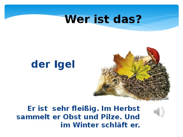 Wer ist das?  der Igel Er ist sehr fleißig. Im Herbst sammelt er Obst und Pilze. Und im Winter schläft er. 