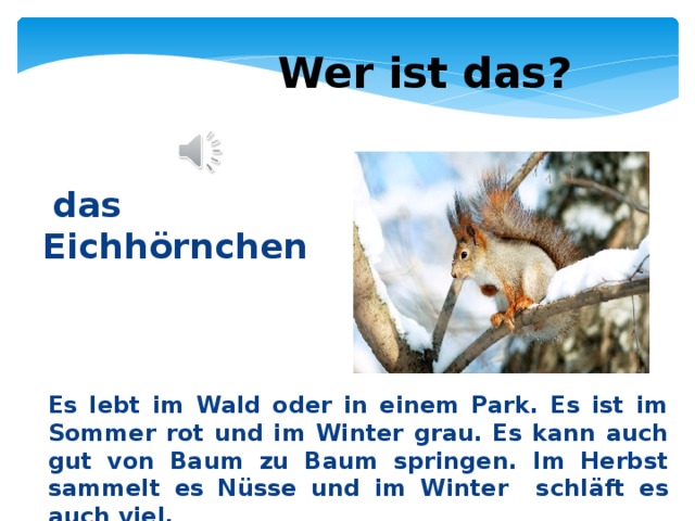 Wer ist das?  das Eichh ö rnchen Es lebt im Wald oder in einem Park. Es ist im Sommer rot und im Winter grau. Es kann auch gut von Baum zu Baum springen. Im Herbst sammelt es N ü sse und im Winter schl ä ft es auch viel. 