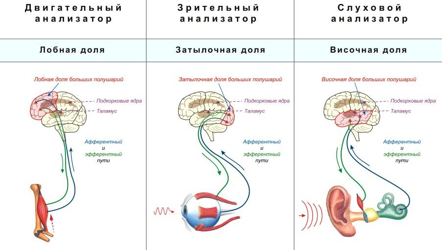 Схемы анализаторов биология 8 класс