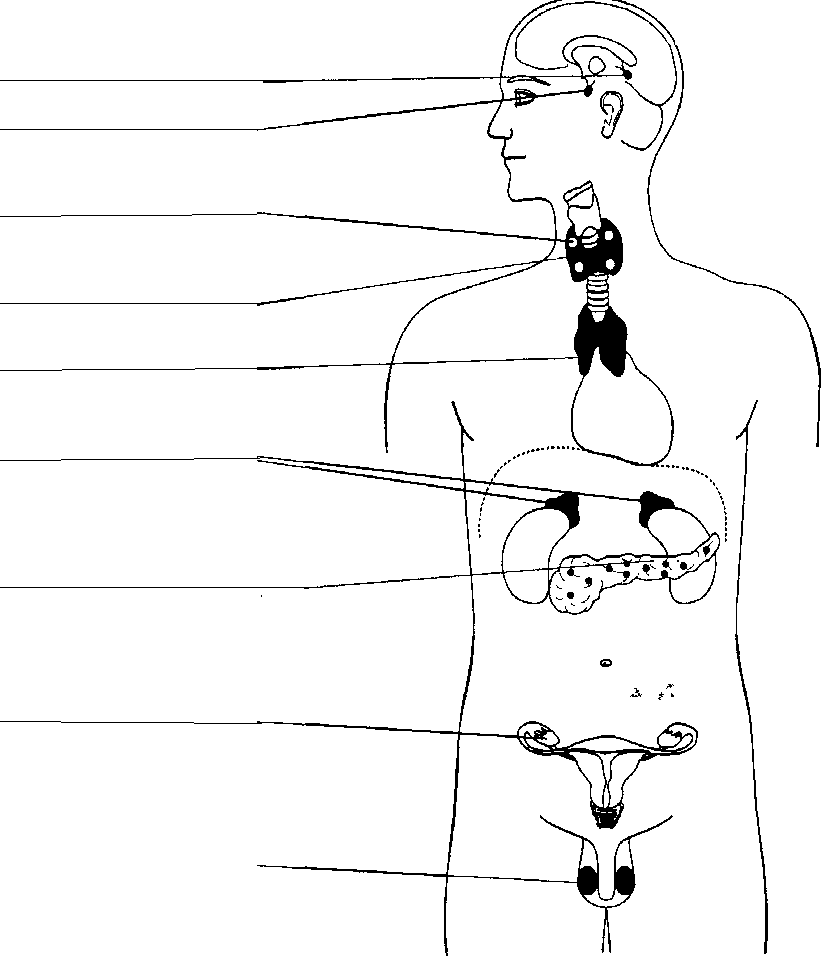 Какая эндокринная железа изображена на рисунке. Эндокринная система человека схема. Эндокринная система железы расположение. Схема желез эндокринной системы. Расположение желез внутренней секреции рисунок.