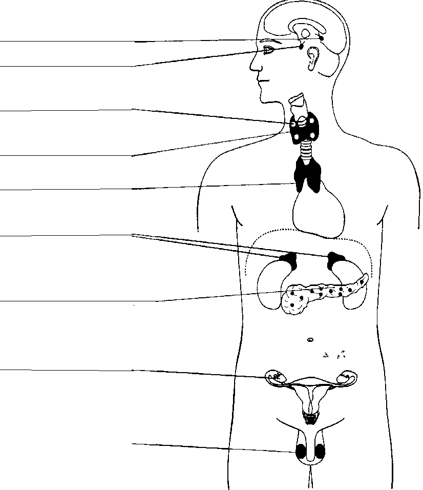 Железы внутренней секреции человека рисунок с подписями
