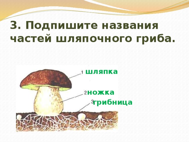 3. Подпишите названия частей шляпочного гриба. шляпка ножка грибница 