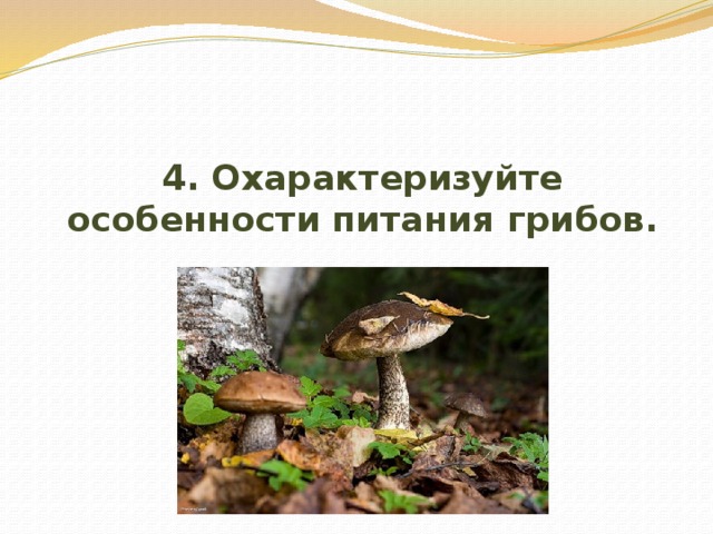4. Охарактеризуйте особенности питания грибов. 
