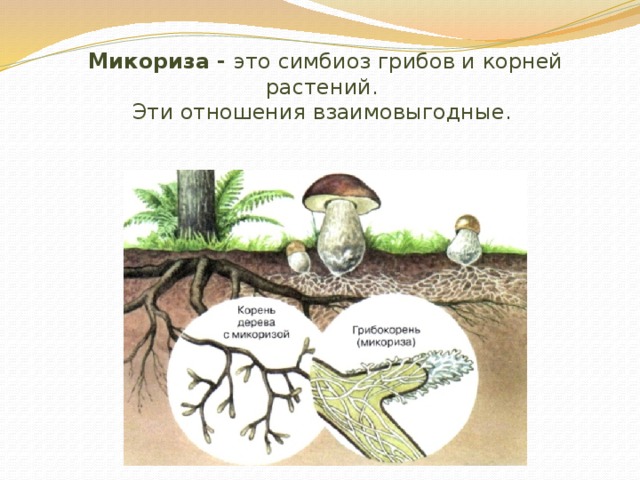 Микориза - это симбиоз грибов и корней растений.  Эти отношения взаимовыгодные.   