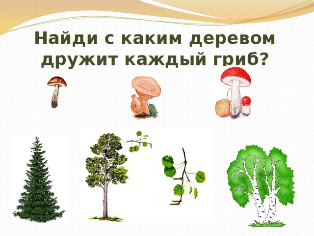 Найди с каким деревом дружит каждый гриб? 