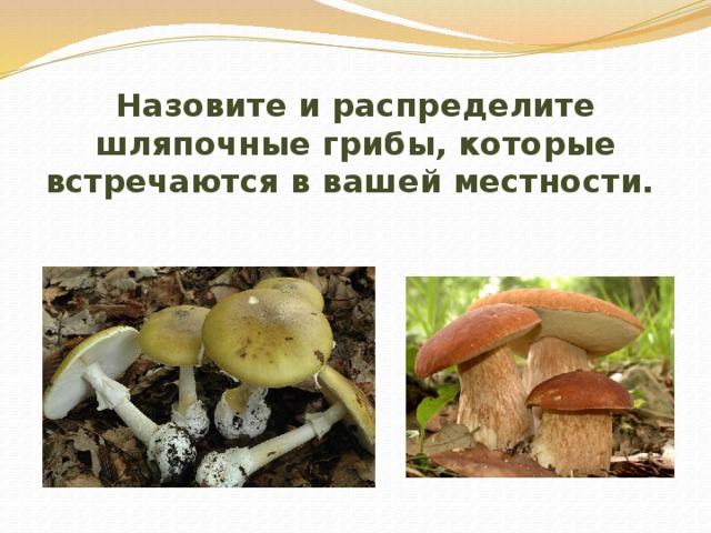 Назовите и распределите шляпочные грибы, которые встречаются в вашей местности. 