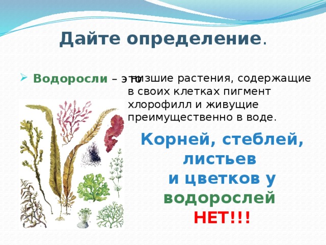 Водоросли 5 класс кратко. Водоросли определение. Водоросли определение кратко. Водоросли определение 5 класс. Водоросли определение биология.