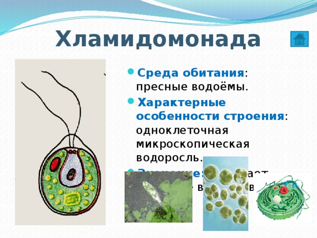 Рисунок водоросли хламидомонада. Хламидомонада место обитания. Строение одноклеточной водоросли хламидомонады. Одноклеточные водоросли среда обитания.