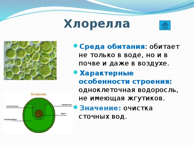 Хлорелла относится к водорослям. Хлорелла водоросль строение. Зеленые водоросли хлореллы строение. Особенности строения водорослей хлорелла. Водоросли среда обитания строение размножение.