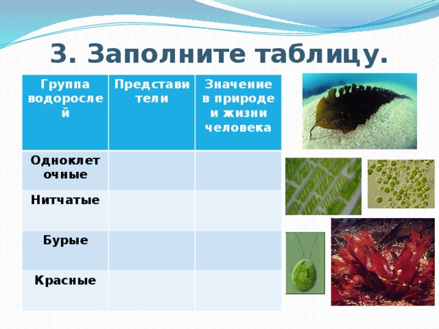 Группы водорослей таблица. Представители группы водоросли. Зелёные водоросли представители таблица. Таблица по отделам водорослей. Водоросли в природе и жизни человека.