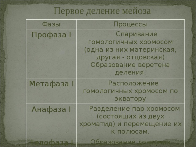 Первое деление мейоза Фазы Процессы Профаза I  Спаривание гомологичных хромосом (одна из них материнская, другая - отцовская) Образование веретена деления. Метафаза I  Расположение гомологичных хромосом по экватору Анафаза I  Разделение пар хромосом (состоящих из двух хроматид) и перемещение их к полюсам. Телофаза I Образование дочерних клеток. 