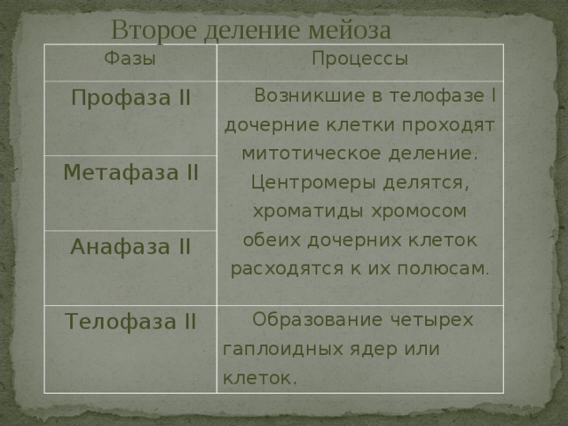Второе деление мейоза Фазы Процессы Профаза II  Возникшие в телофазе I дочерние клетки проходят митотическое деление. Центромеры делятся, хроматиды хромосом обеих дочерних клеток расходятся к их полюсам . Метафаза II Анафаза II Телофаза II  Образование четырех гаплоидных ядер или клеток. 