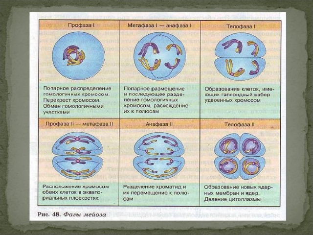 Фазы мейоза таблица