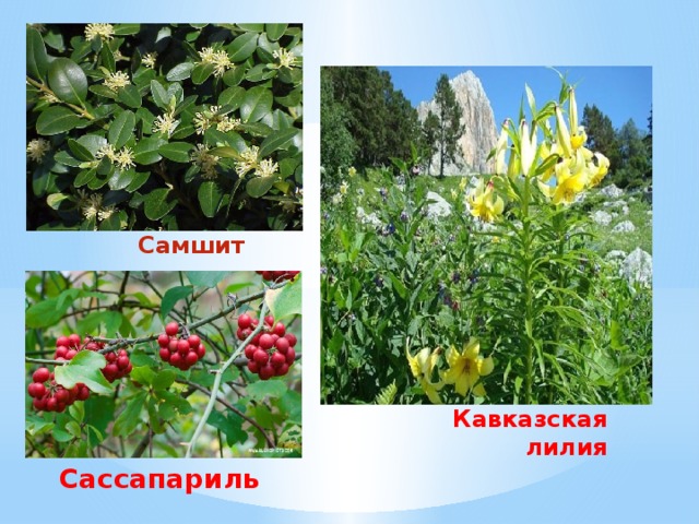   Самшит  Кавказская  лилия Сассапариль  